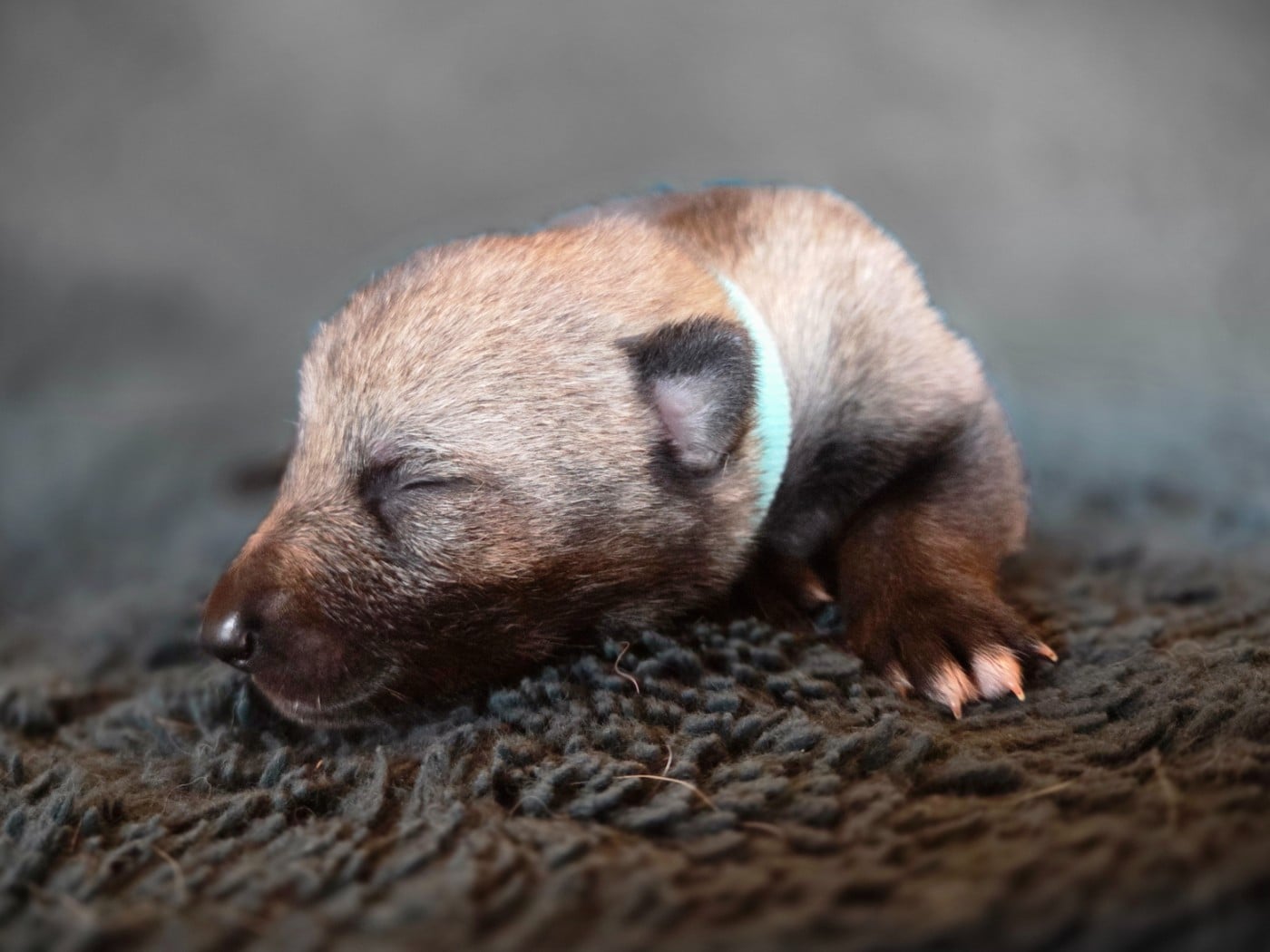 Collier bleu - Chien-loup tchecoslovaque