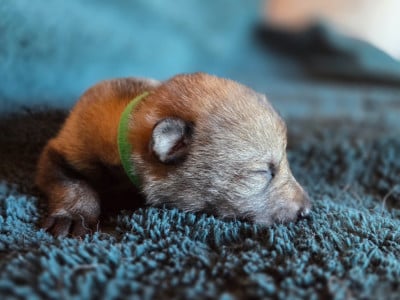 Les chiots de Chien-loup tchecoslovaque