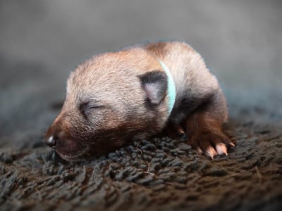 Les chiots de Chien-loup tchecoslovaque