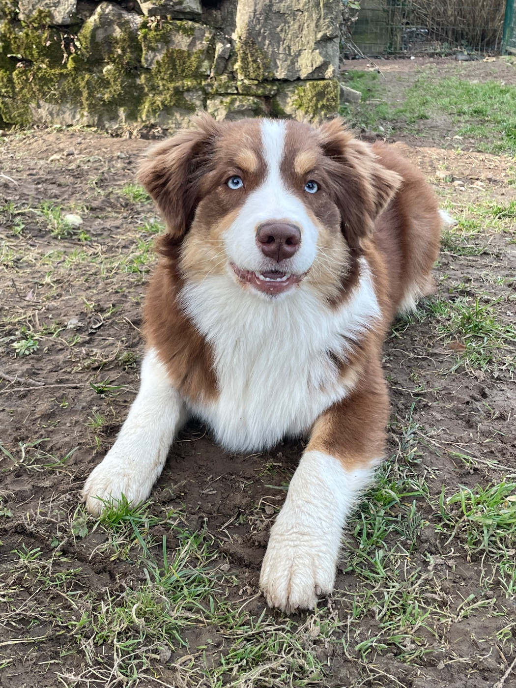 Vague gentillesse Vista Des Mille Et Une Pattounes