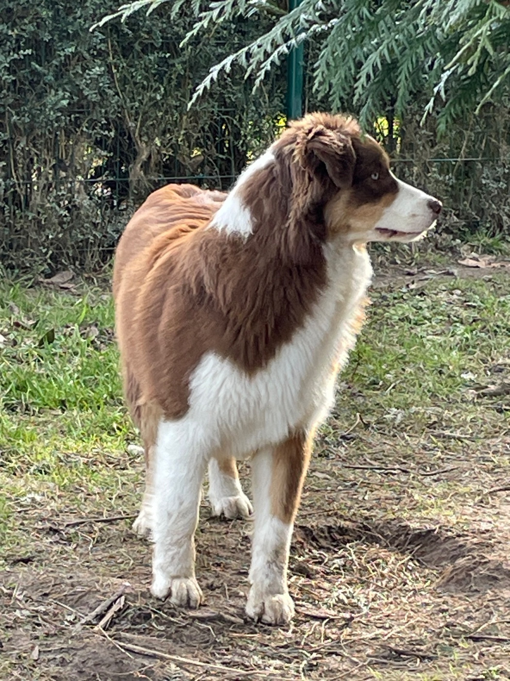 Vague gentillesse Vista Des Mille Et Une Pattounes