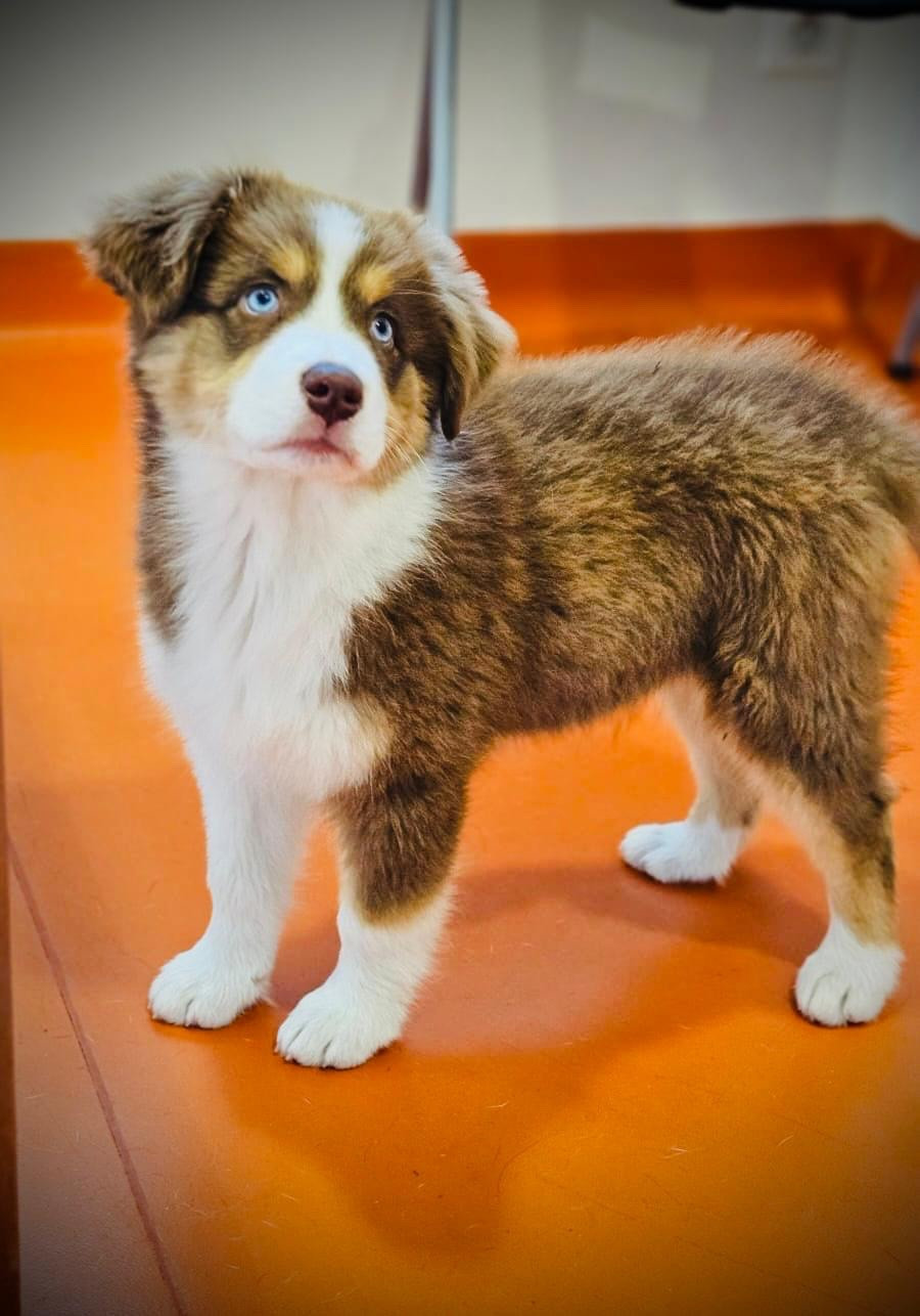 Vague gentillesse Vista Des Mille Et Une Pattounes