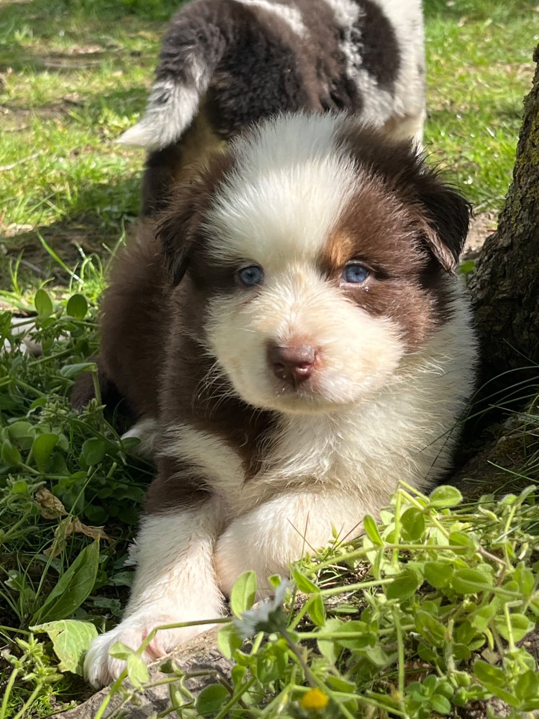 Balou
