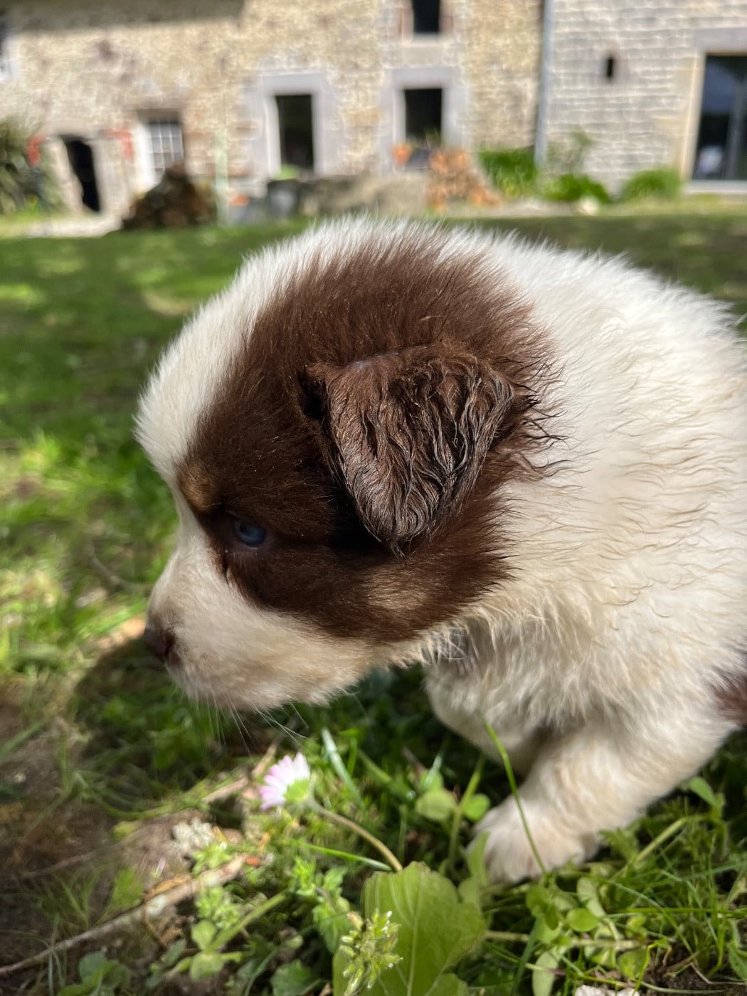 Balou