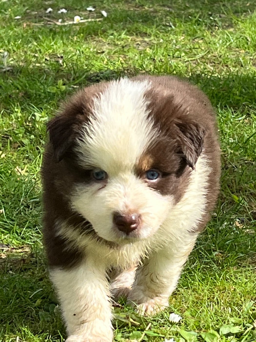 Balou
