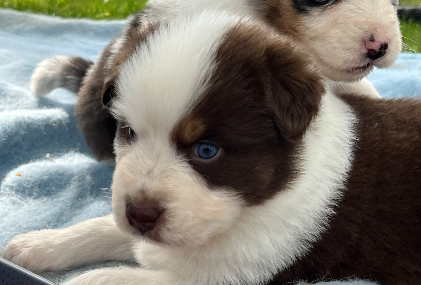 Balou