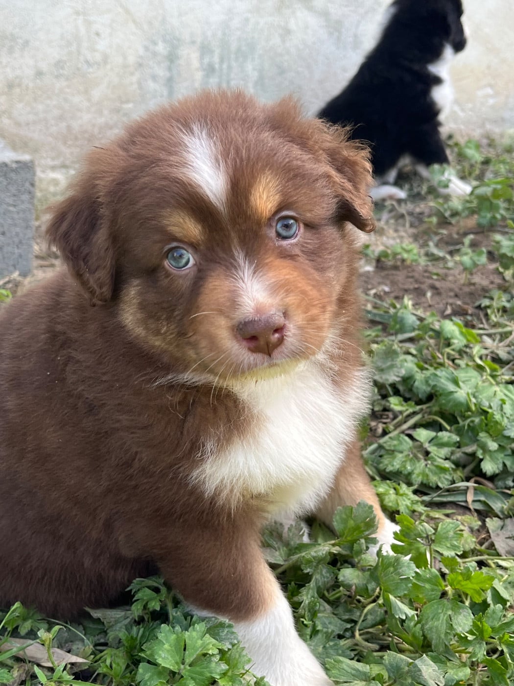 Bolt