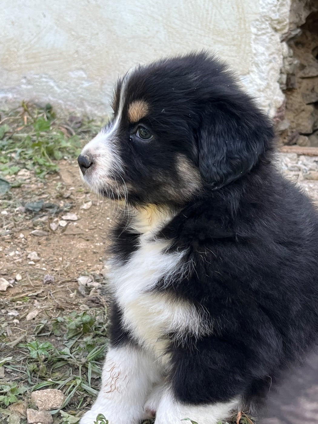Baïa