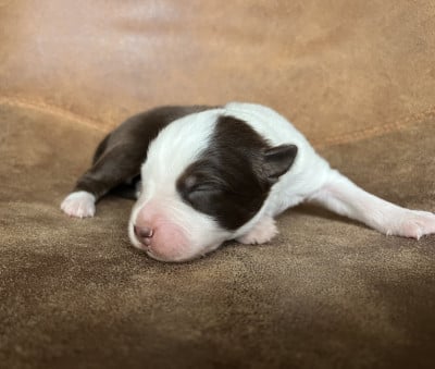 Les chiots de Berger Australien