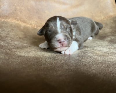 Les chiots de Berger Australien