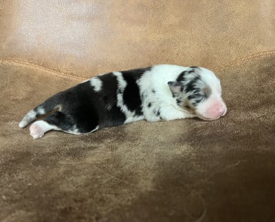 Les chiots de Berger Australien