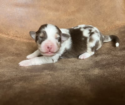 Les chiots de Berger Australien