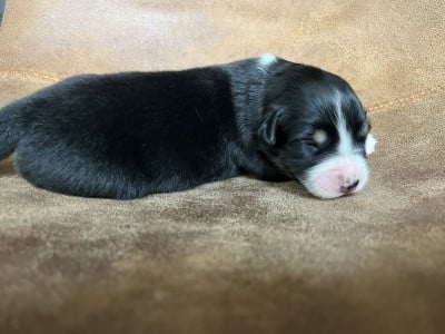 Les chiots de Berger Australien