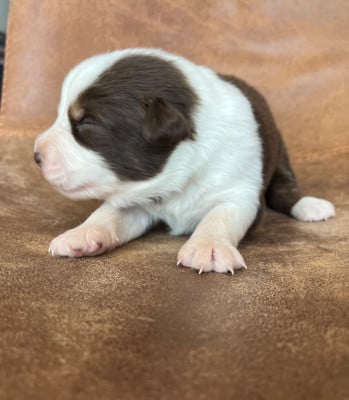 Les chiots de Berger Australien