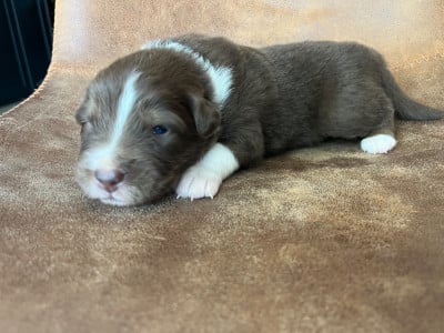 Les chiots de Berger Australien
