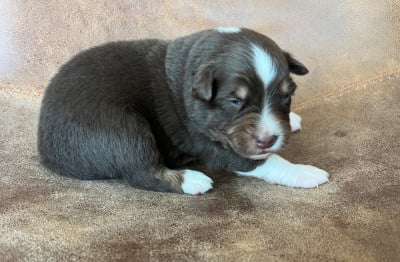 Les chiots de Berger Australien