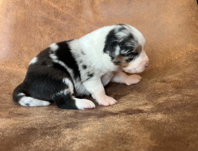Les chiots de Berger Australien