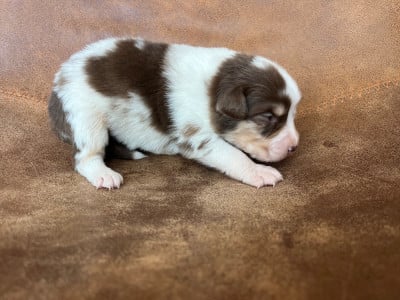 Les chiots de Berger Australien