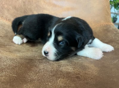 Les chiots de Berger Australien