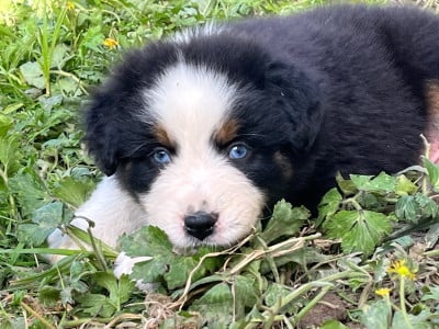 Les chiots de Berger Australien