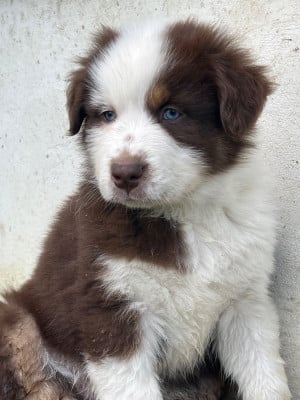 Les chiots de Berger Australien