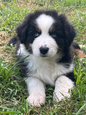 Les chiots de Berger Australien