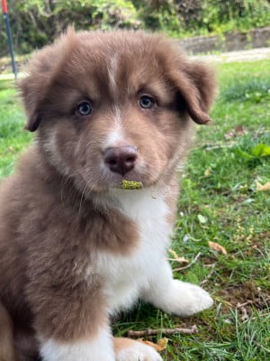 Les chiots de Berger Australien