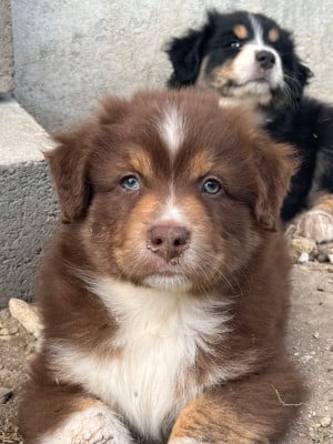 Les chiots de Berger Australien
