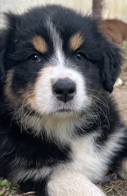 Les chiots de Berger Australien
