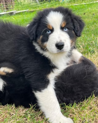Les chiots de Berger Australien