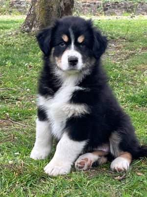 Les chiots de Berger Australien