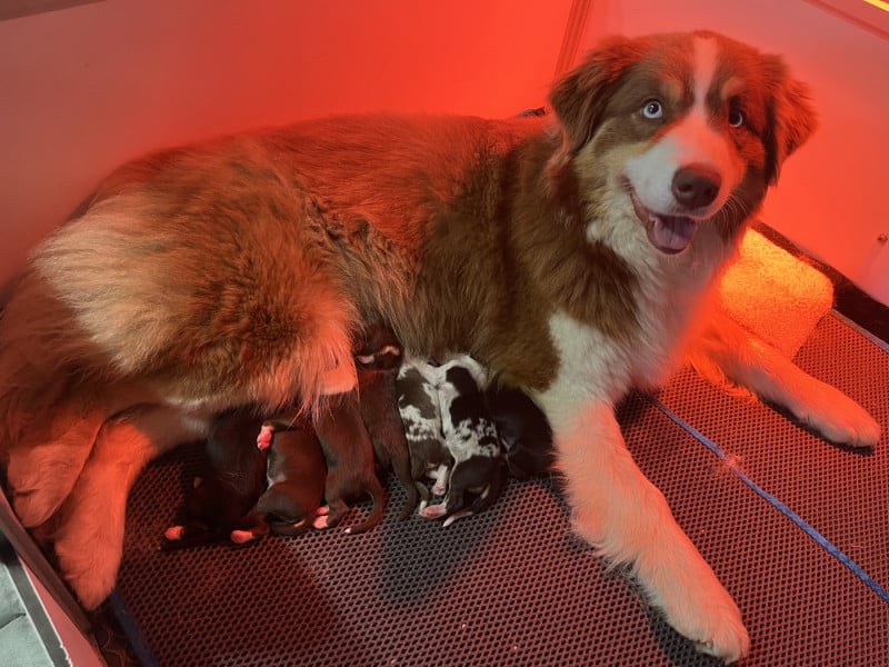 Berger Australien - de la vigne des opalheras