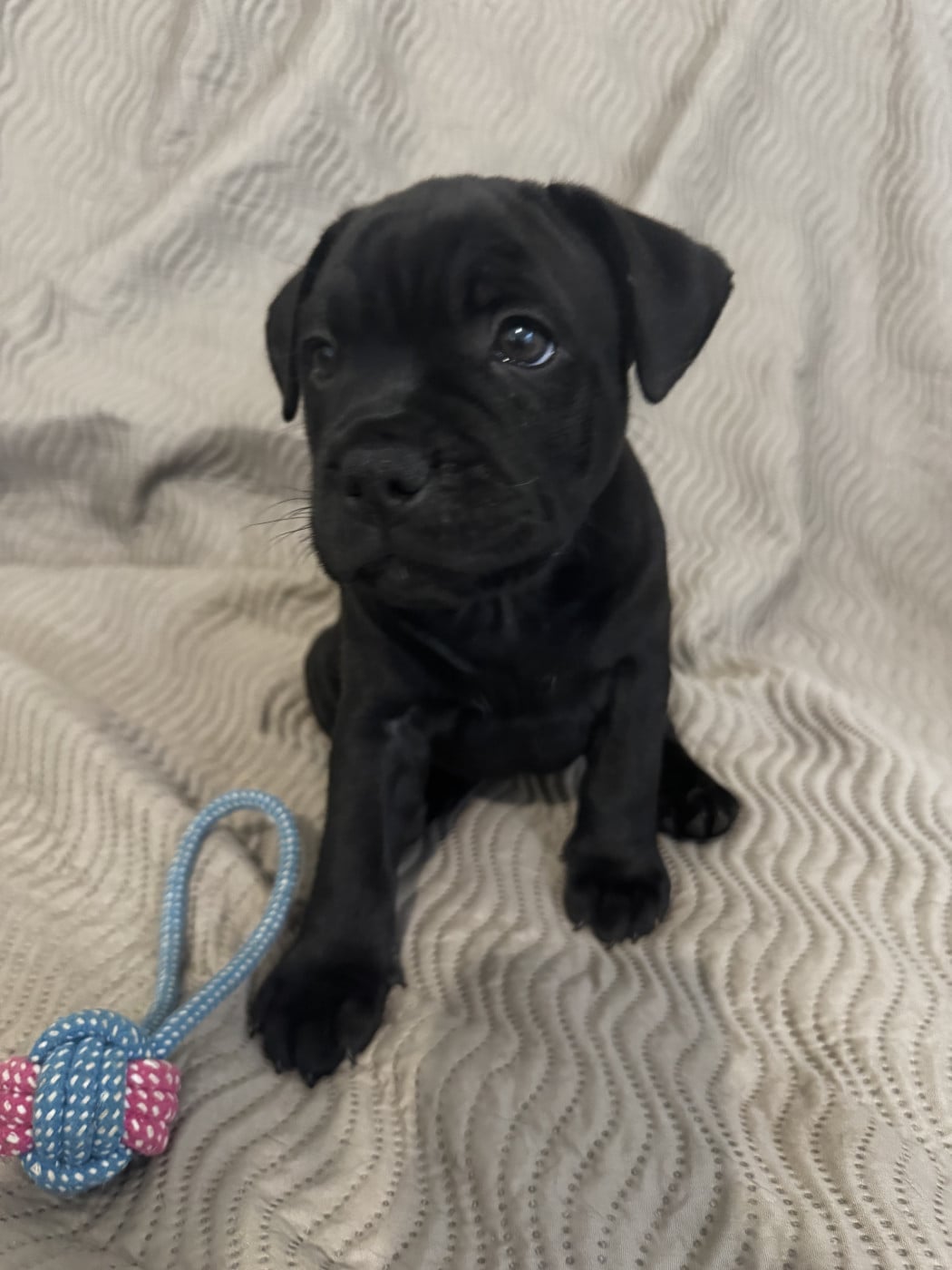 Broly - Staffordshire Bull Terrier