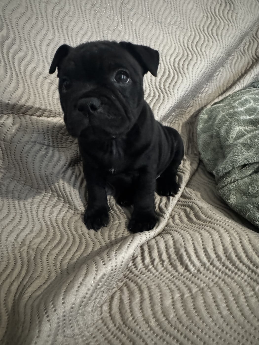 Bean - Staffordshire Bull Terrier