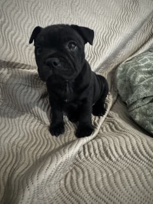 Bean - Staffordshire Bull Terrier