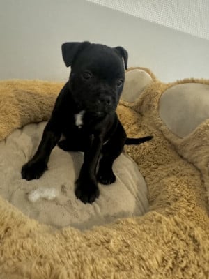 Bloom - Staffordshire Bull Terrier