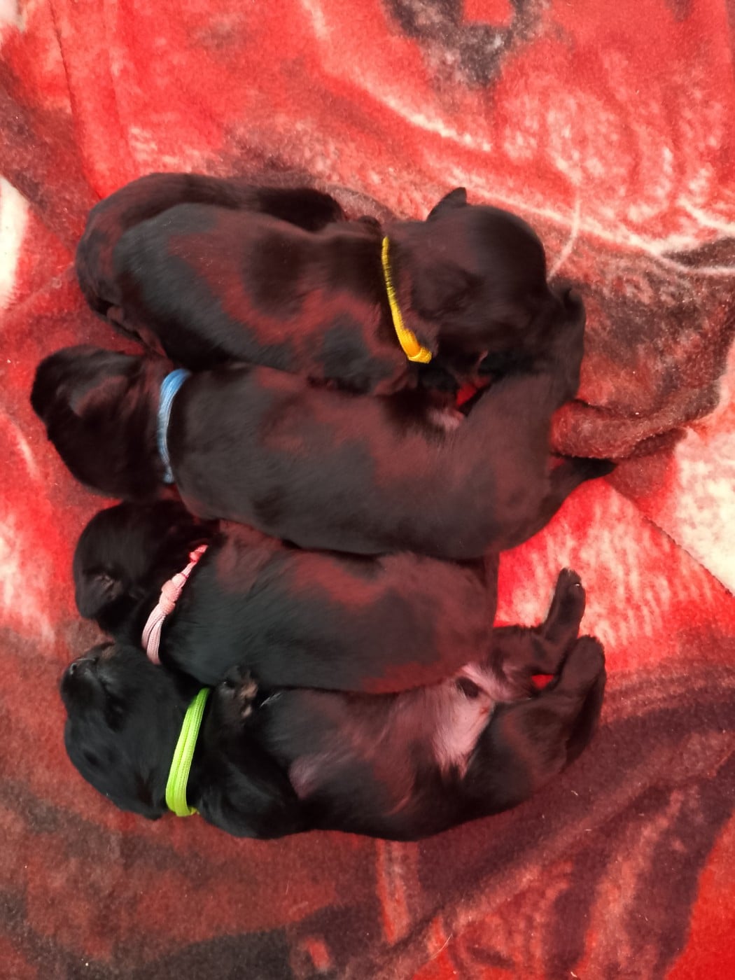 Bevan des terres d'iroise - Schnauzer miniature