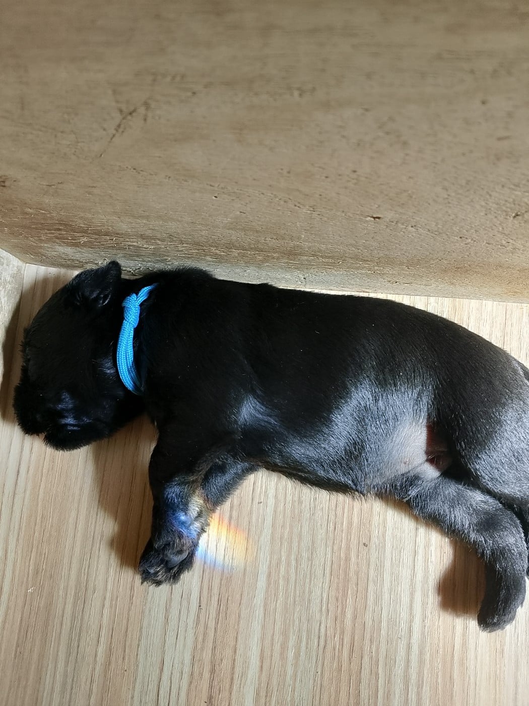 Baron des Terres d'iroise - Schnauzer miniature