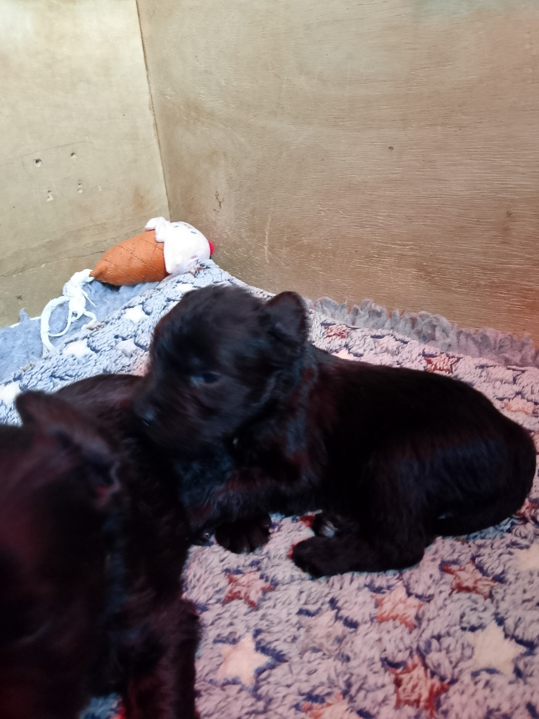 Bevan des terres d'iroise - Schnauzer miniature