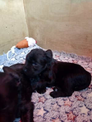 Les chiots de Schnauzer miniature