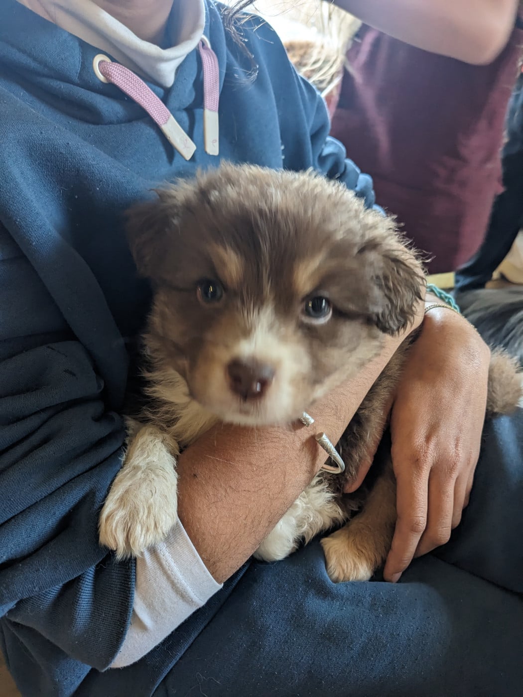 Chiot N°3 - Berger Australien