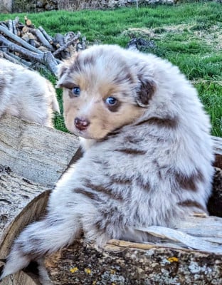 Les chiots de Berger Australien
