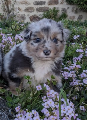 Les chiots de Berger Australien