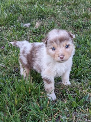 Les chiots de Berger Australien