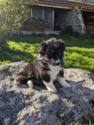 Les chiots de Berger Australien