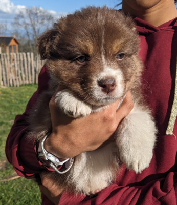 Les chiots de Berger Australien