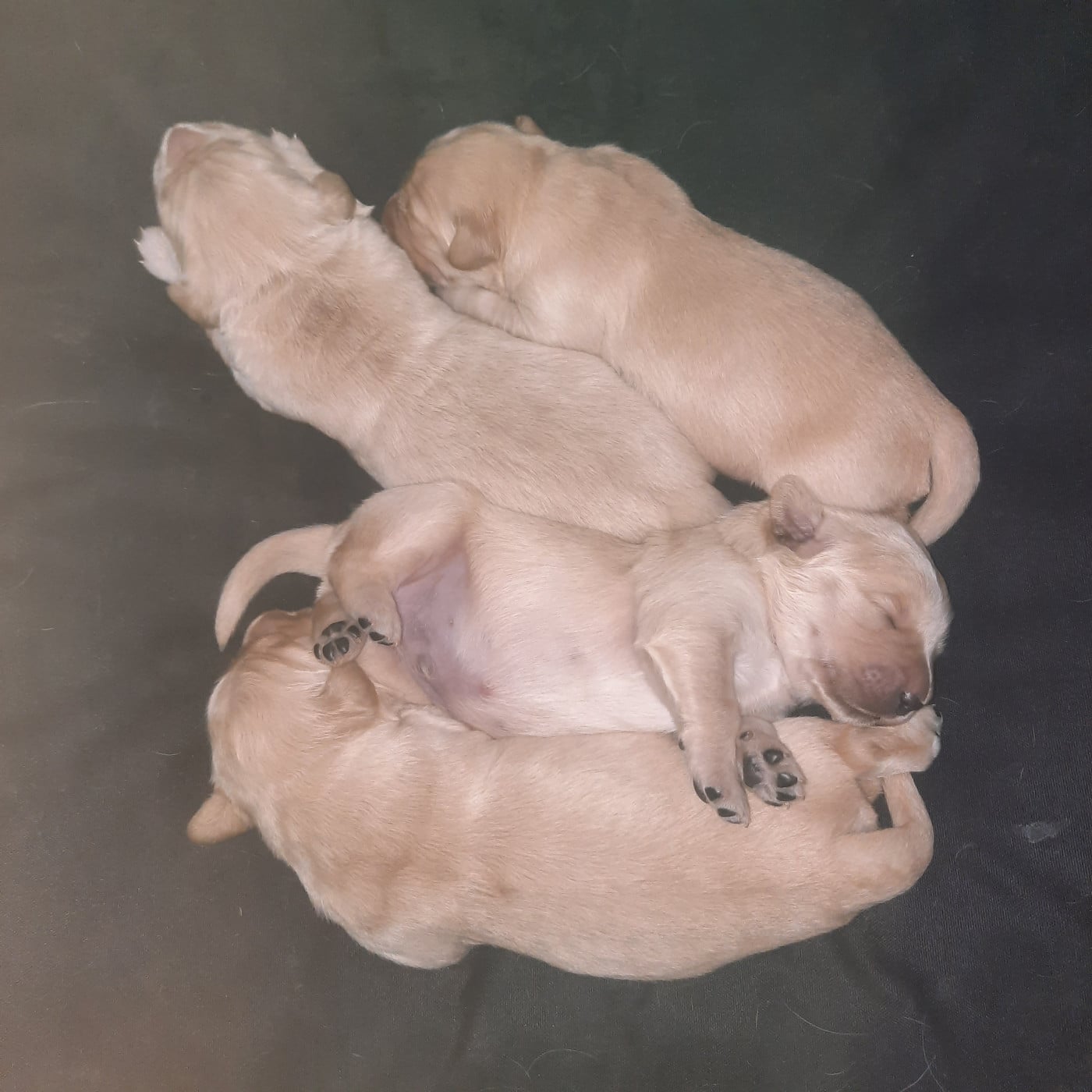 Golden Retriever - (Sans Affixe)