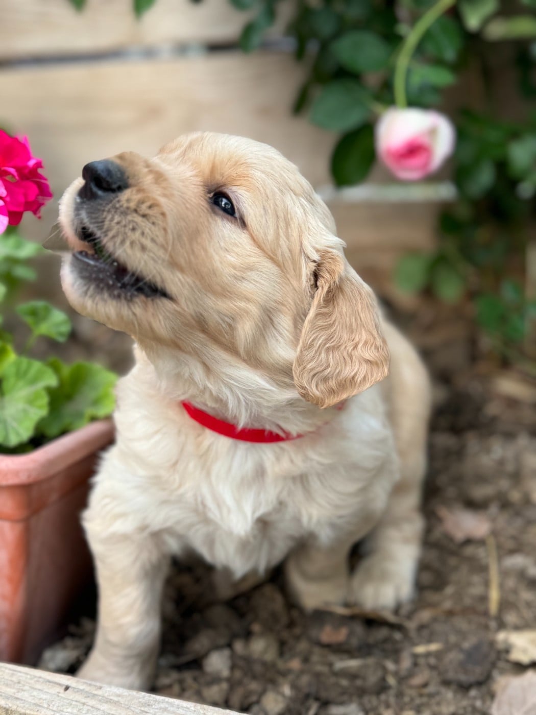 Banjo (collier rouge)