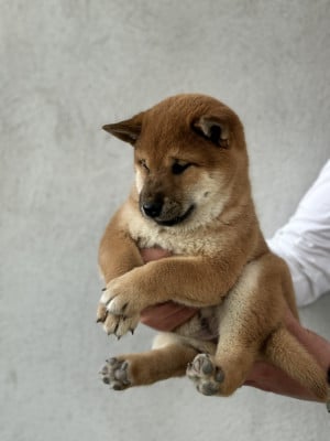 Les chiots de Shiba