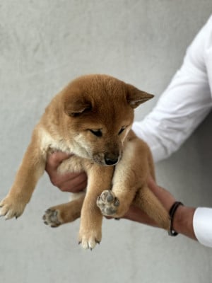 Les chiots de Shiba